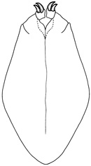 putumayoensis
